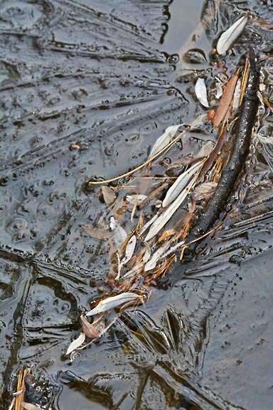 yosemite creek ice leaves 3336a graphic